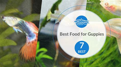 best food for guppies|What to Feed Guppies .